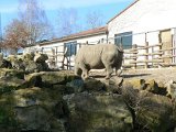 Zoo Beauval (22)